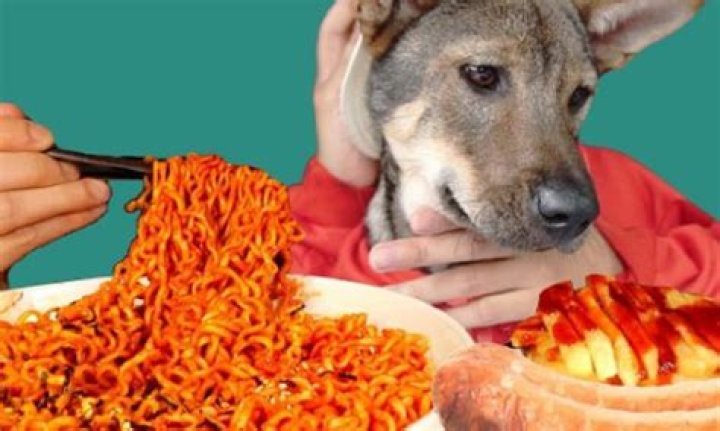 What happens when a dog eats spicy?
