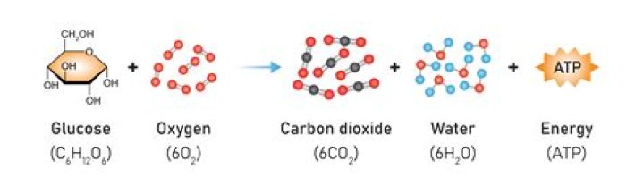 What happens when glucose reacts with oxygen?