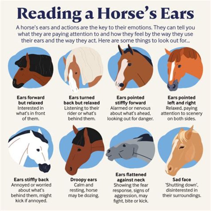 What horse ear positions mean?