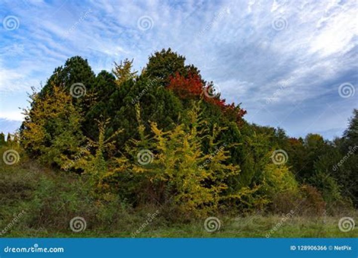 What is a copse of trees?