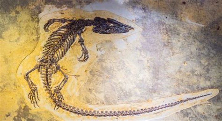 What is a facies fossil?