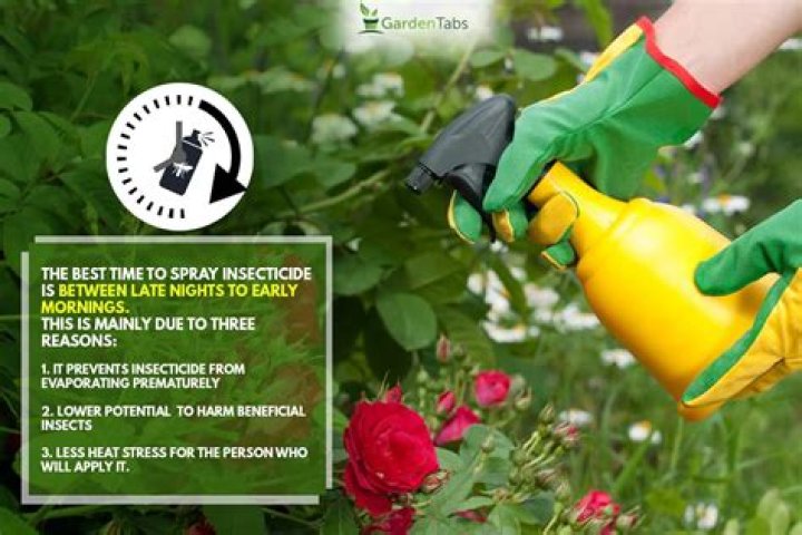 What is a good insecticide for roses?