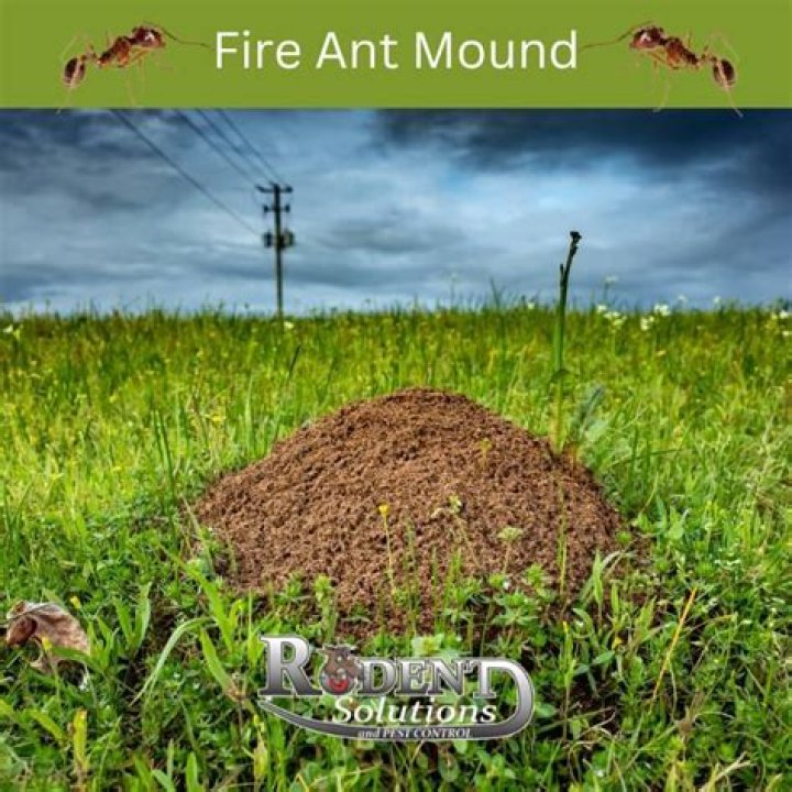 What is a natural way to get rid of fire ant mounds?