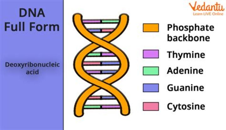 What is a synonym for DNA?
