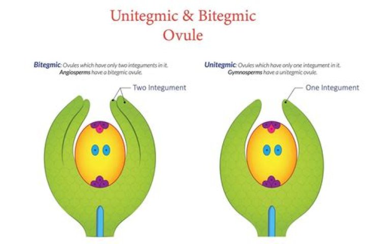 What is Bitegmic ovule?