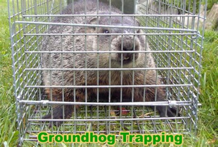 What is good Groundhog bait?