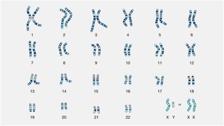 What is karyotype in biology?