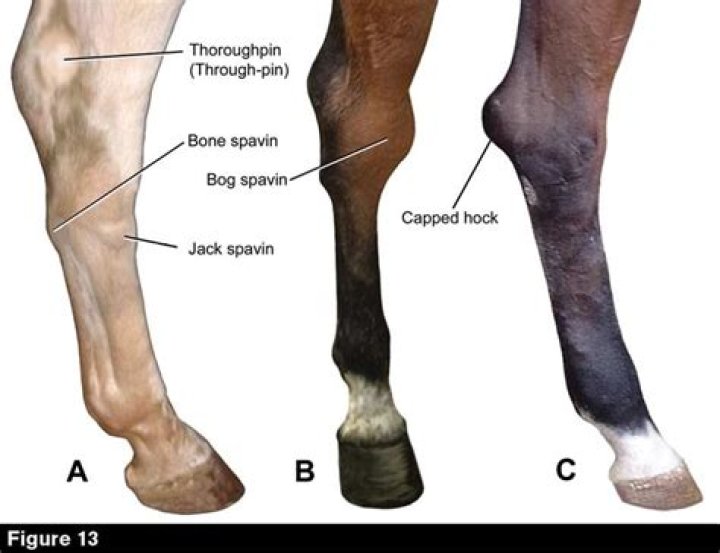 What is OCD in horses hocks?