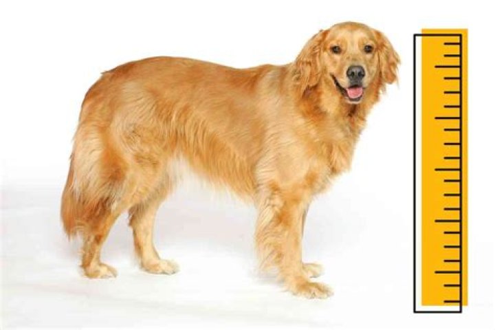 What is the average height of a golden retriever?