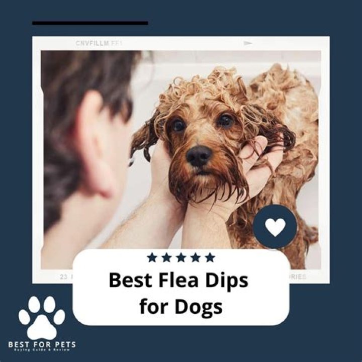 What is the best flea dip for dogs?