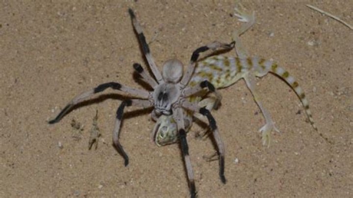 What is the biggest spider in the Amazon?