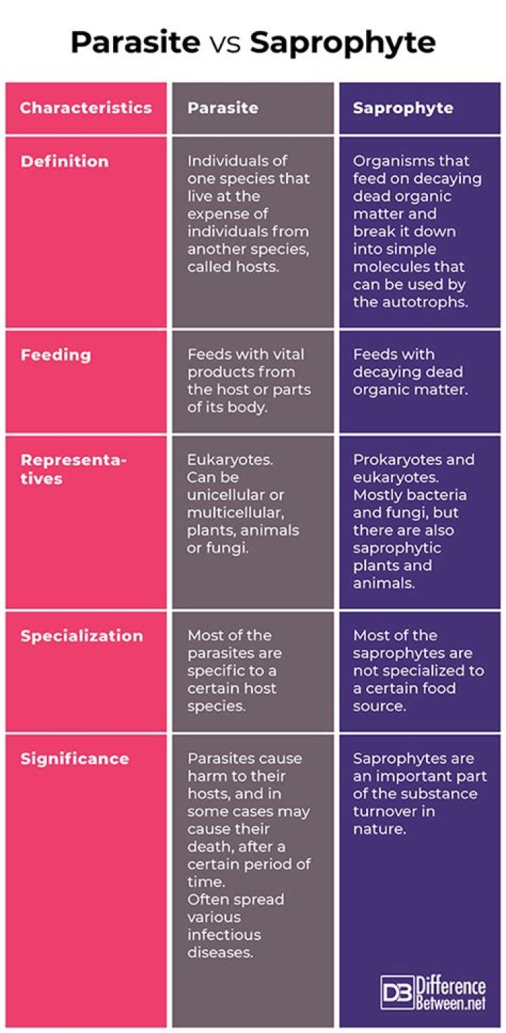 What is the difference between Saprophyte and parasite?