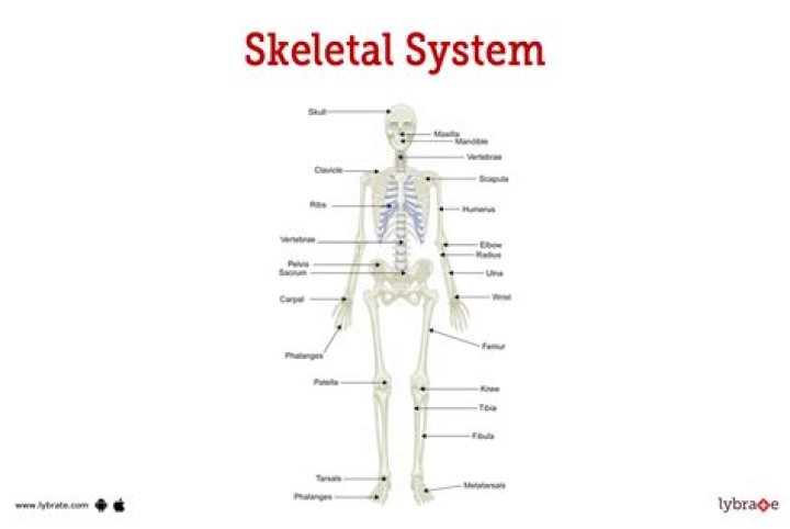 What is the framework of the skeletal system?