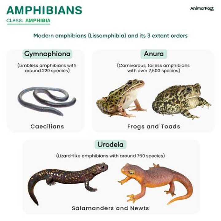 What is the largest group of amphibians?
