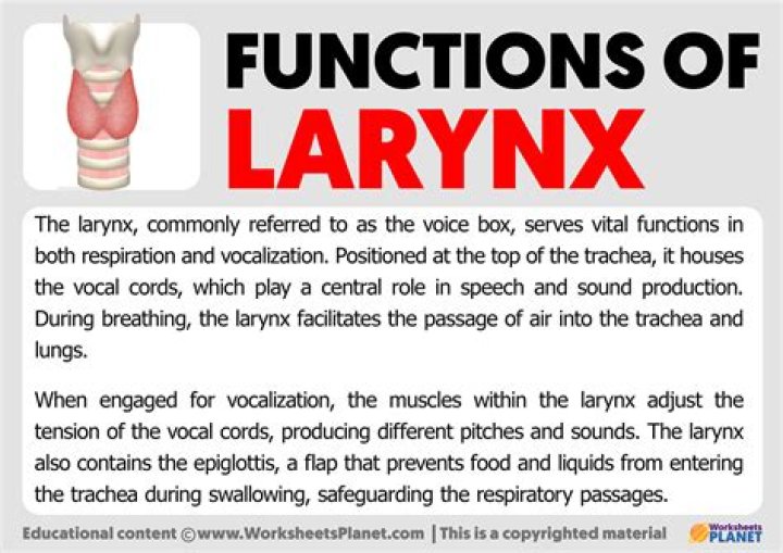 What is the larynx and its function?