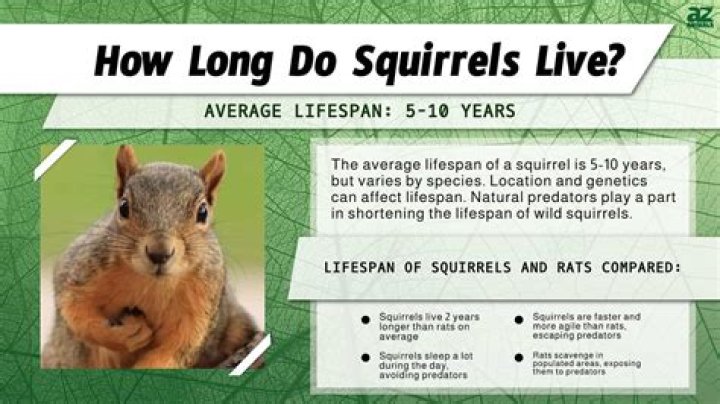 What is the lifespan of a tree squirrel?