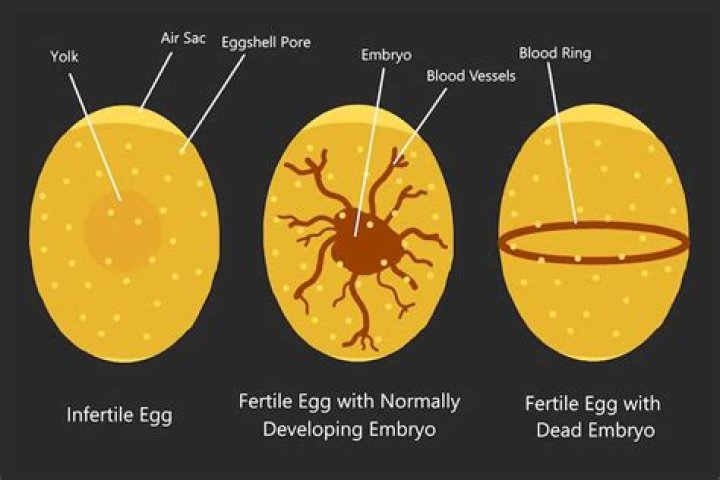 What is the meaning of unfertilized egg?