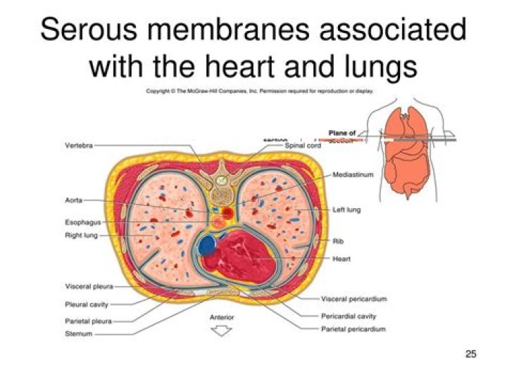 What is the name of the membrane around the heart?