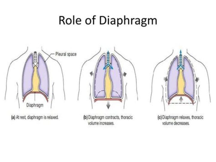 What is the role of diaphragm?