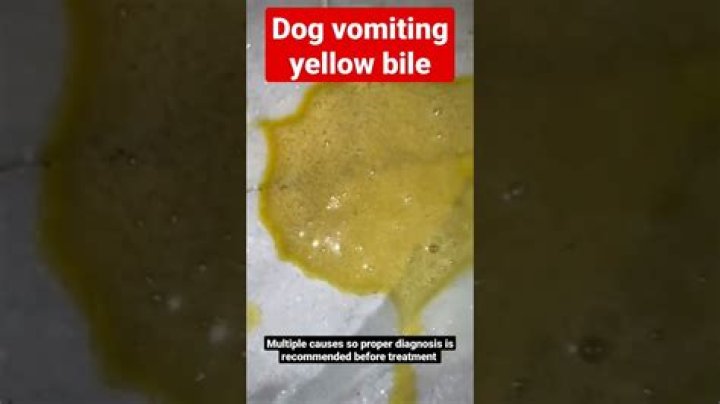 What it mean when you throw up yellow stuff?