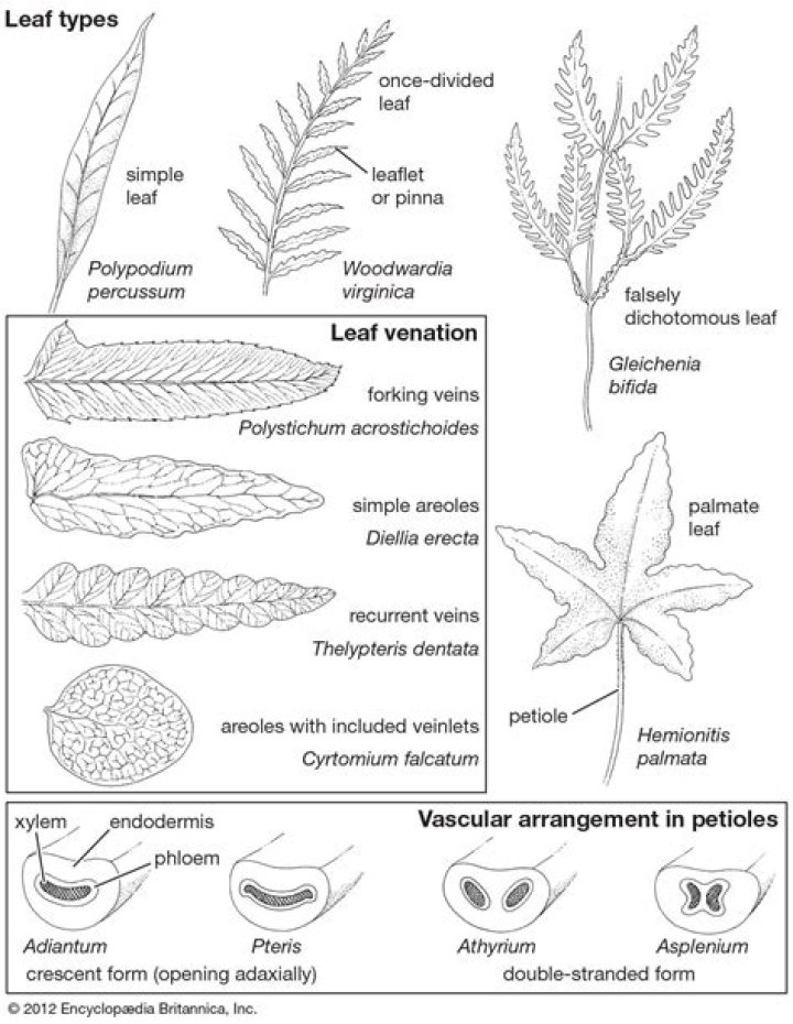 What kind of leaf venation is found in fern leaf?