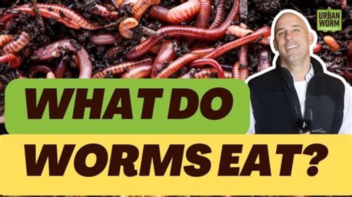What kind of worms eat cucumbers?