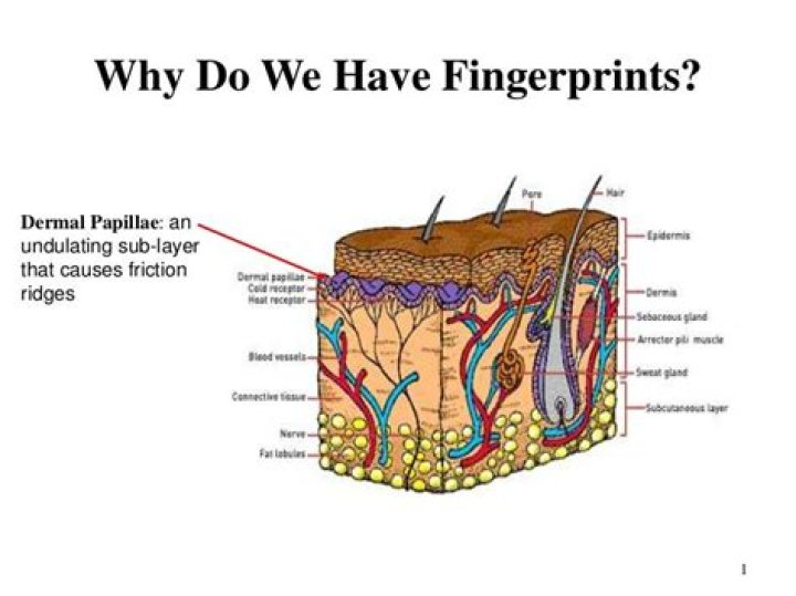What layer of skin creates fingerprints?