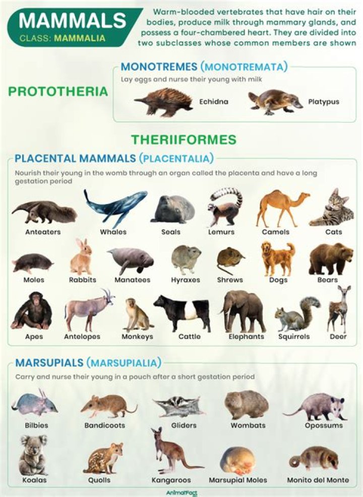 What mammal has the most hair?