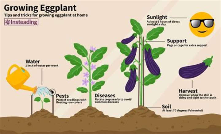 What nutrients do eggplants need to grow?