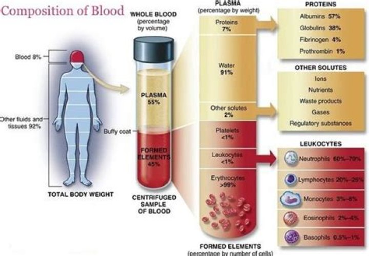What percentage of human body is blood?