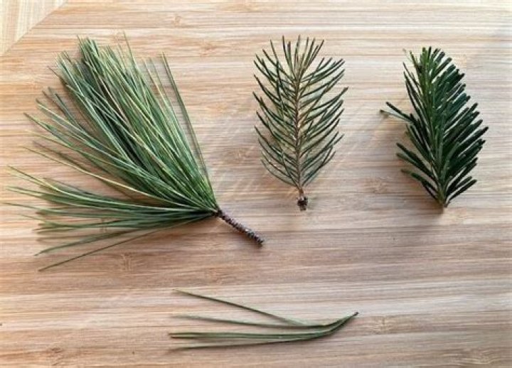 What pine needles are edible?