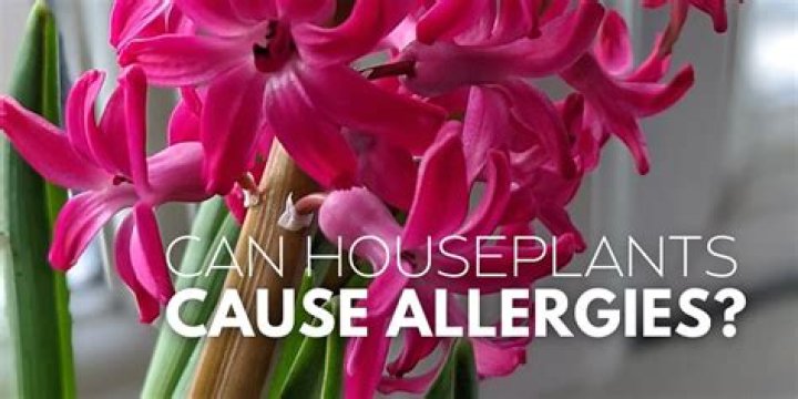 What plants are bad for allergies?