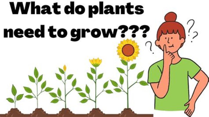 What plants do we need to survive?
