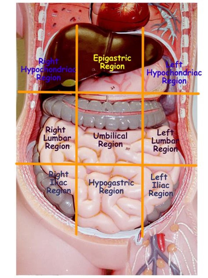 What region is the stomach in?