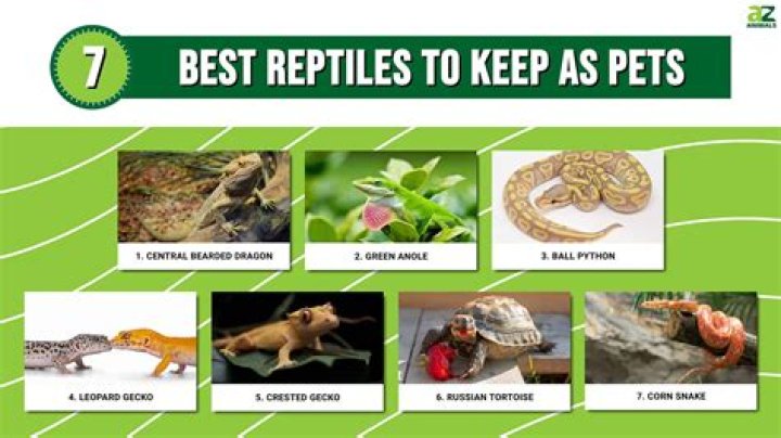 What reptiles can be handled?