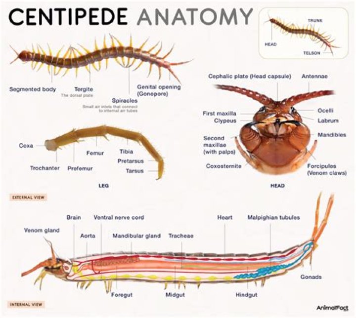 What scent do centipedes hate?