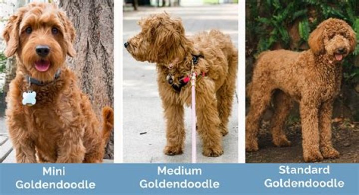 What size Goldendoodle should I get?
