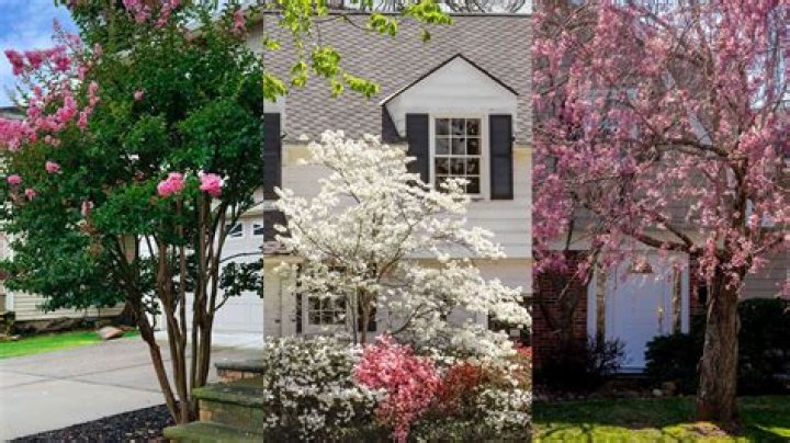 What trees are good for front yard?