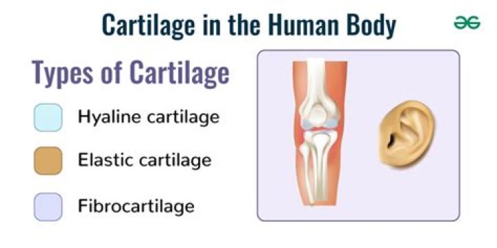 What type of cartilage is found in the external ear?