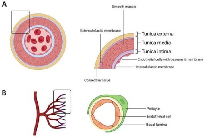 What type of tissue is tunica adventitia?