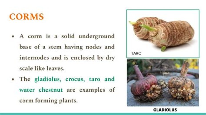 What vegetables are corms? | ContextResponse.com