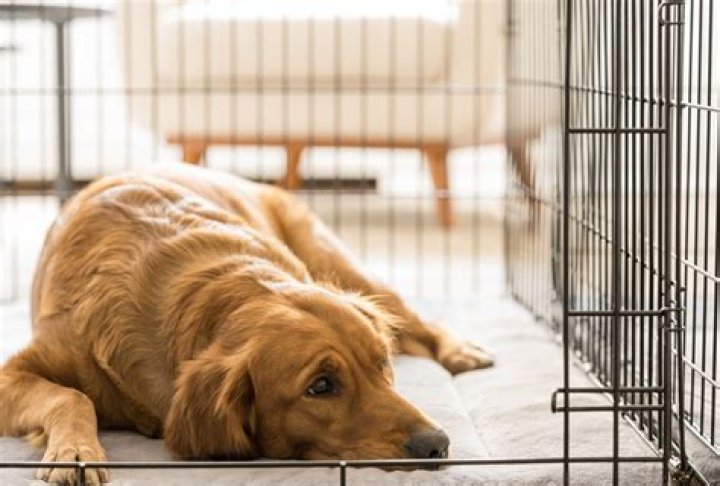 When can I start leaving my dog out of the crate?