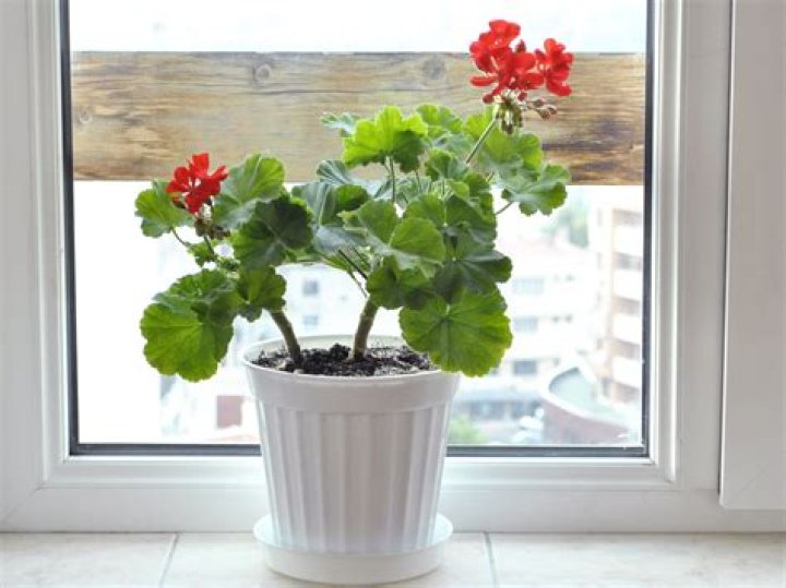 When should I start growing geraniums indoors?