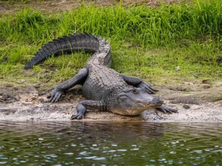 Where are alligators found in Texas?