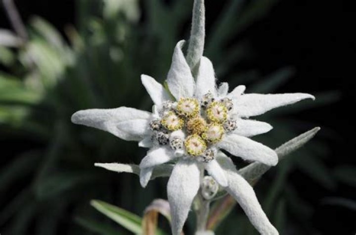 Where are Edelweiss found?