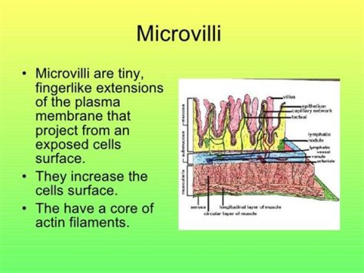 Where are microvilli found?