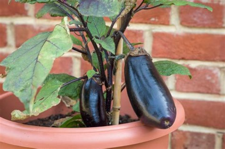 Where do aubergines grow? | ContextResponse.com