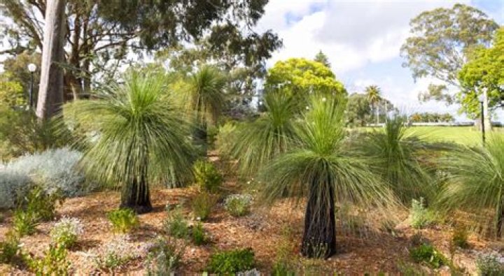 Where do grass trees grow?
