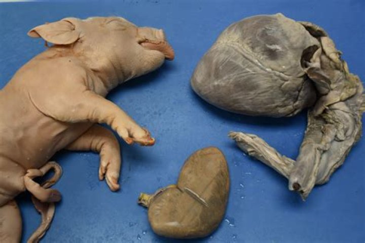 Where do you get animals for dissection?