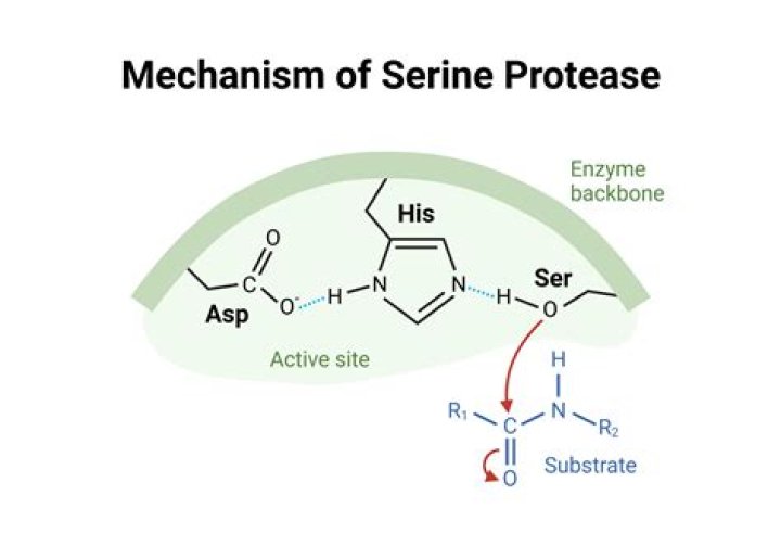Where does the protease work?